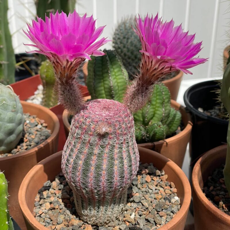 Arizona Rainbow Hedgehog Echinocereus Rigidissimus Cactus Plant - Image 2
