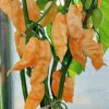 Peach Bhut Jolokia Ghost Chili Pepper Live Plants For Sale - Set 10 - World Hottest Pepper For Planting - Easy To Transplant - Well Rooted & Healthy