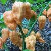 Peach Bhut Jolokia Ghost Chili Pepper Live Plants For Sale - Set 8 - World Hottest Pepper For Planting - Easy To Transplant - Well Rooted & Healthy