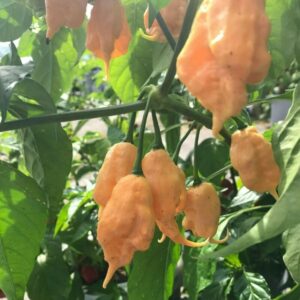 Alternative view of Peach Bhut Jolokia Ghost Chili Pepper Live Plants For Sale - Set 4 - World Hottest Pepper For Planting - Easy To Transplant - Well Rooted & Healthy