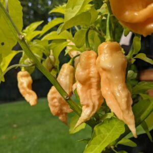 Peach Bhut Jolokia Ghost Chili Pepper Live Plants For Sale - Set 4 - World Hottest Pepper For Planting - Easy To Transplant - Well Rooted & Healthy