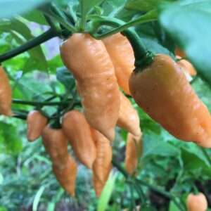 Alternative view of Peach Bhut Jolokia Ghost Chili Pepper Live Plants For Sale - Set 2 - World Hottest Pepper For Planting - Easy To Transplant - Well Rooted & Healthy