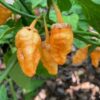 Peach Bhut Jolokia Ghost Chili Pepper Live Plants For Sale - Set 2 - World Hottest Pepper For Planting - Easy To Transplant - Well Rooted & Healthy