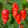 Red Bhut Jolokia Ghost Chili Pepper Live Plants For Sale - Set 12 - World Hottest Pepper For Planting - Easy To Transplant - Well Rooted & Healthy