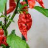 Red Bhut Jolokia Ghost Chili Pepper Live Plants For Sale - Set 10 - World Hottest Pepper For Planting - Easy To Transplant - Well Rooted & Healthy