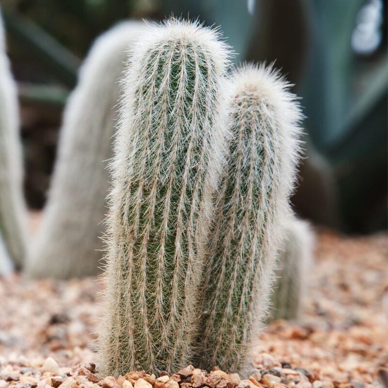 Old Man Of The Andes Cactus Oreocereus Trollii Plant - Image 3