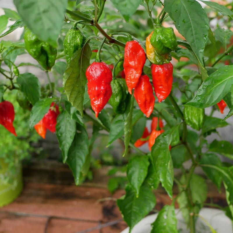 Red Bhut Jolokia Ghost Chili Pepper Live Plants For Sale - Set 8 - World Hottest Pepper For Planting - Easy To Transplant - Well Rooted & Healthy