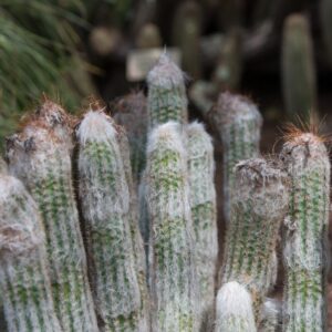 Alternative view of Old Man Of The Andes Cactus Oreocereus Trollii Plant