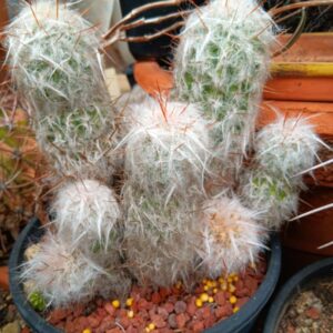 Old Man Of The Andes Cactus Oreocereus Trollii Plant