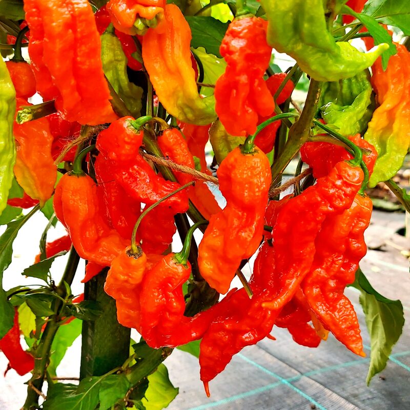 Red Bhut Jolokia Ghost Chili Pepper Live Plants For Sale - Set 4 - World Hottest Pepper For Planting - Easy To Transplant - Well Rooted & Healthy - Image 2