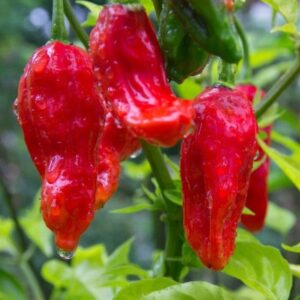 Red Bhut Jolokia Ghost Chili Pepper Live Plants For Sale - Set 4 - World Hottest Pepper For Planting - Easy To Transplant - Well Rooted & Healthy