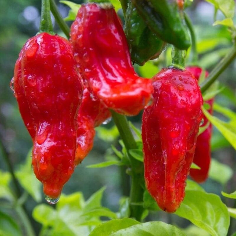 Red Bhut Jolokia Ghost Chili Pepper Live Plants For Sale - Set 4 - World Hottest Pepper For Planting - Easy To Transplant - Well Rooted & Healthy