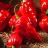 Red Bhut Jolokia Ghost Chili Pepper Live Plants For Sale - Set 2 - World Hottest Pepper For Planting - Easy To Transplant - Well Rooted & Healthy