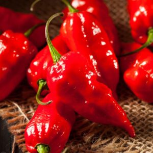 Red Bhut Jolokia Ghost Chili Pepper Live Plants For Sale - Set 2 - World Hottest Pepper For Planting - Easy To Transplant - Well Rooted & Healthy