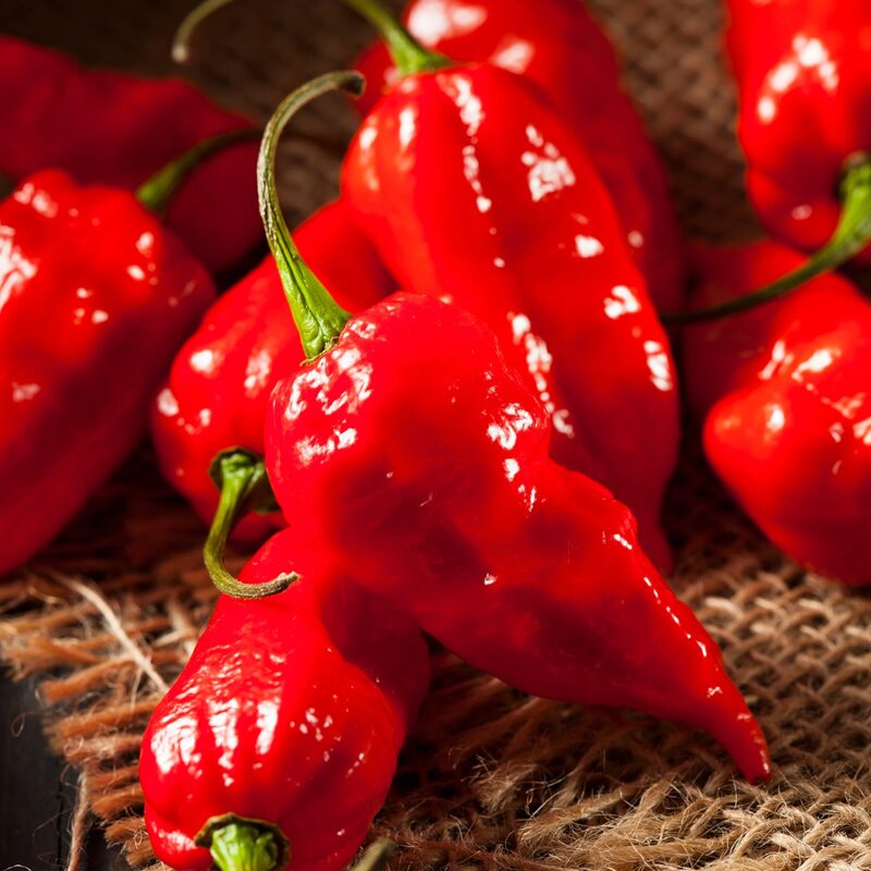 Red Bhut Jolokia Ghost Chili Pepper Live Plants For Sale - Set 2 - World Hottest Pepper For Planting - Easy To Transplant - Well Rooted & Healthy