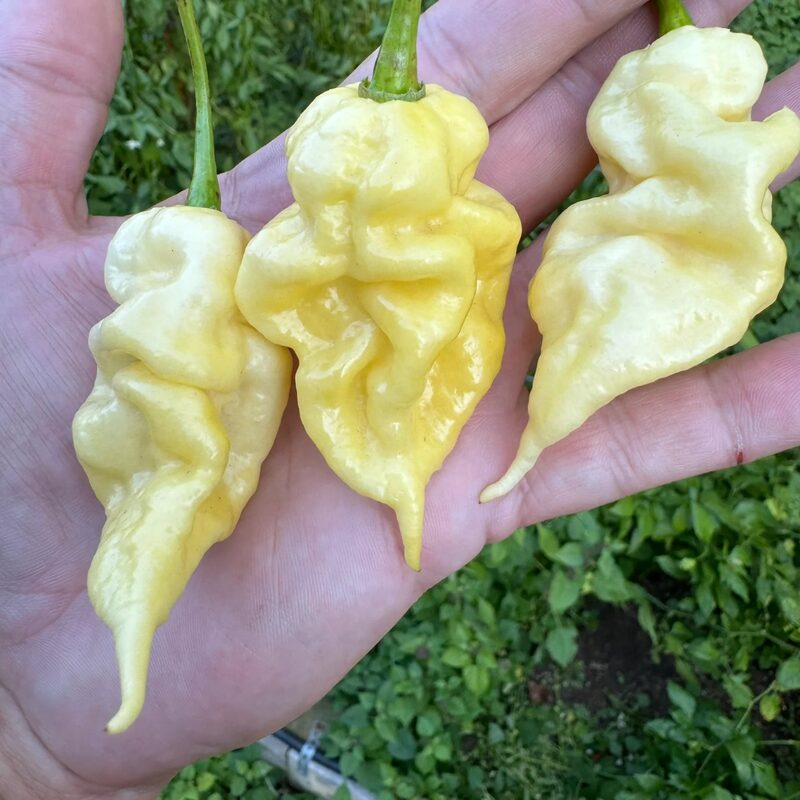 White Bhut Jolokia Ghost Chili Pepper Live Plants For Sale - Set 8 - World Hottest Pepper For Planting - Easy To Transplant - Well Rooted & Healthy - Image 4
