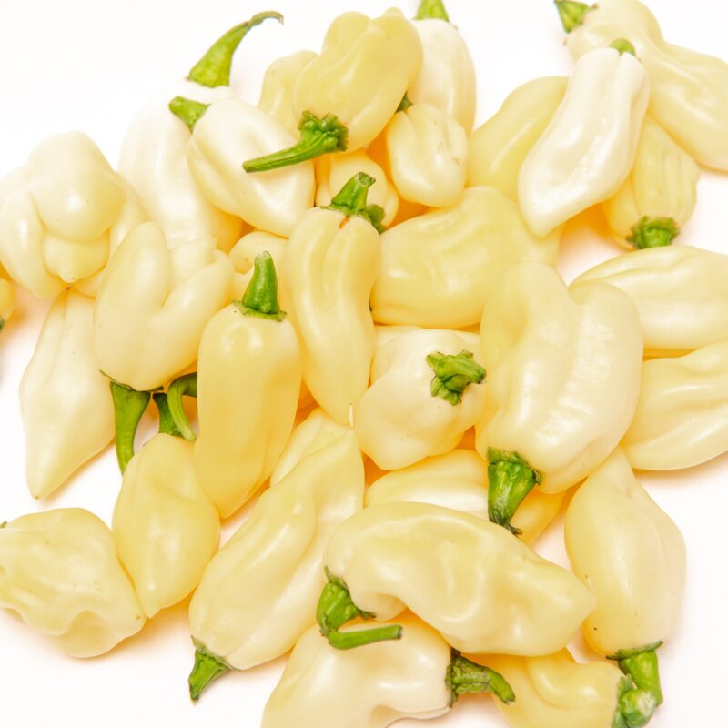 White Bhut Jolokia Ghost Chili Pepper Live Plants For Sale - Set 8 - World Hottest Pepper For Planting - Easy To Transplant - Well Rooted & Healthy - Image 5