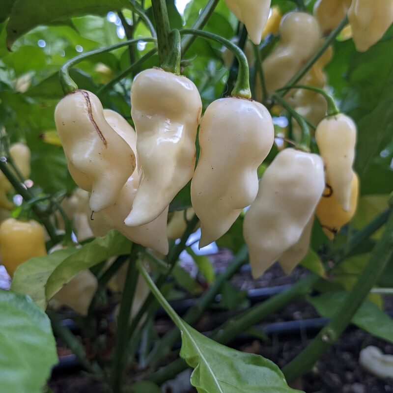 White Bhut Jolokia Ghost Chili Pepper Live Plants For Sale - Set 8 - World Hottest Pepper For Planting - Easy To Transplant - Well Rooted & Healthy - Image 3