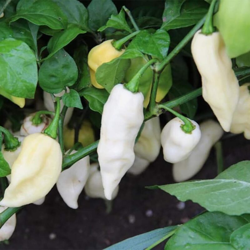 White Bhut Jolokia Ghost Chili Pepper Live Plants For Sale - Set 8 - World Hottest Pepper For Planting - Easy To Transplant - Well Rooted & Healthy