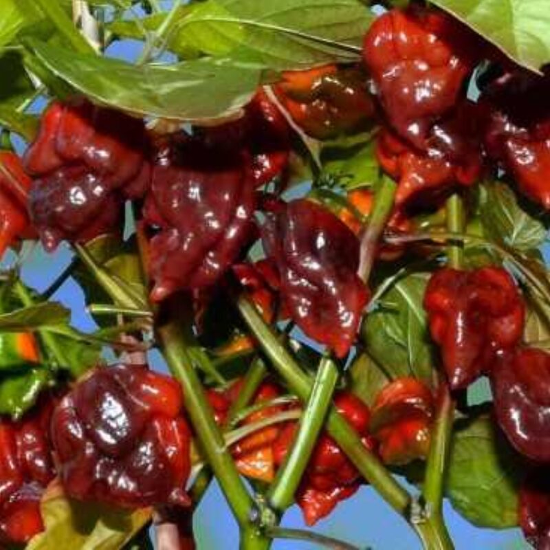 Chocolate Carolina Reaper Pepper Live Plants for Sale - Set 4 - Zone 9-12 - Hottest Pepper In The World - Pepper Chili Live Plant - Healthy - Image 3