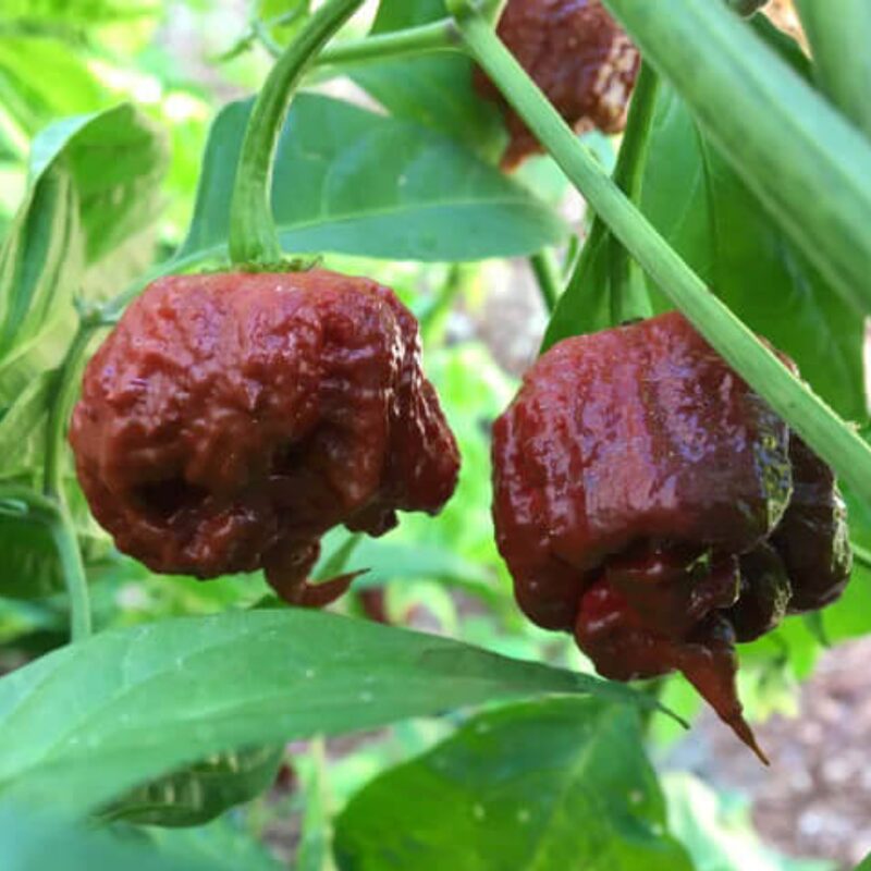 Chocolate Carolina Reaper Pepper Live Plants for Sale - Set 4 - Zone 9-12 - Hottest Pepper In The World - Pepper Chili Live Plant - Healthy - Image 2