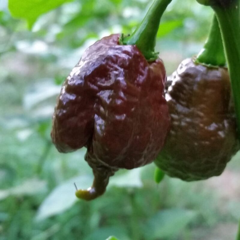 Chocolate Carolina Reaper Pepper Live Plants for Sale - Set 4 - Zone 9-12 - Hottest Pepper In The World - Pepper Chili Live Plant - Healthy