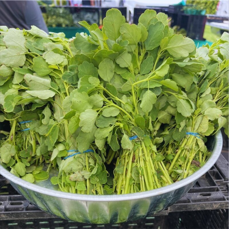 Mexican Herb Seeds, Papalo Seeds - 300 Seeds - Image 5