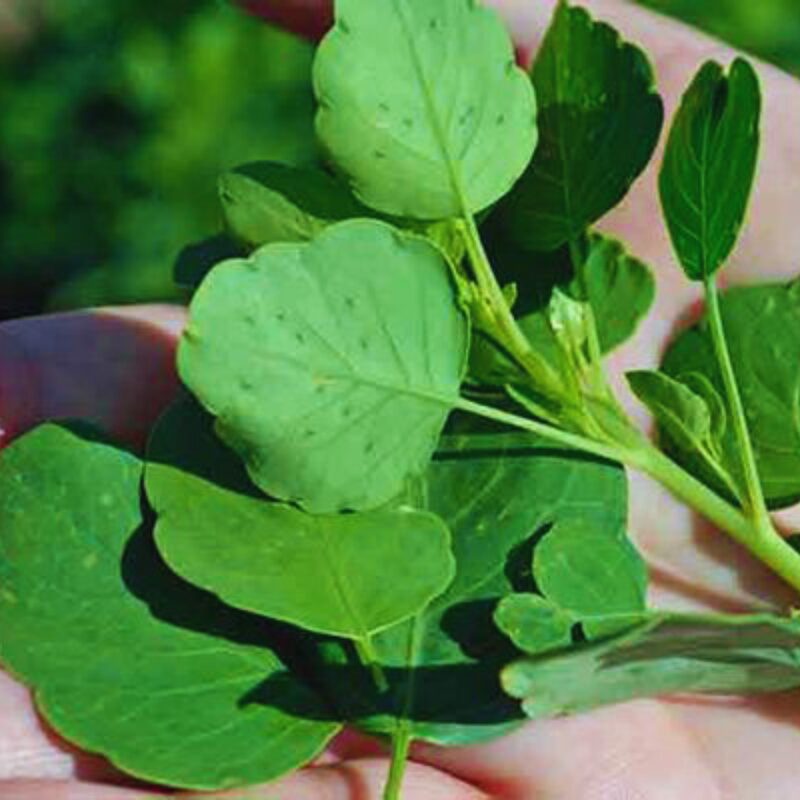 Papalo Seeds, Mexican Herb Seeds - 300 Seeds - Image 2