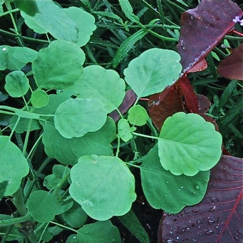 Papalo Seeds, Mexican Herb Seeds - 200 Seeds - Image 5