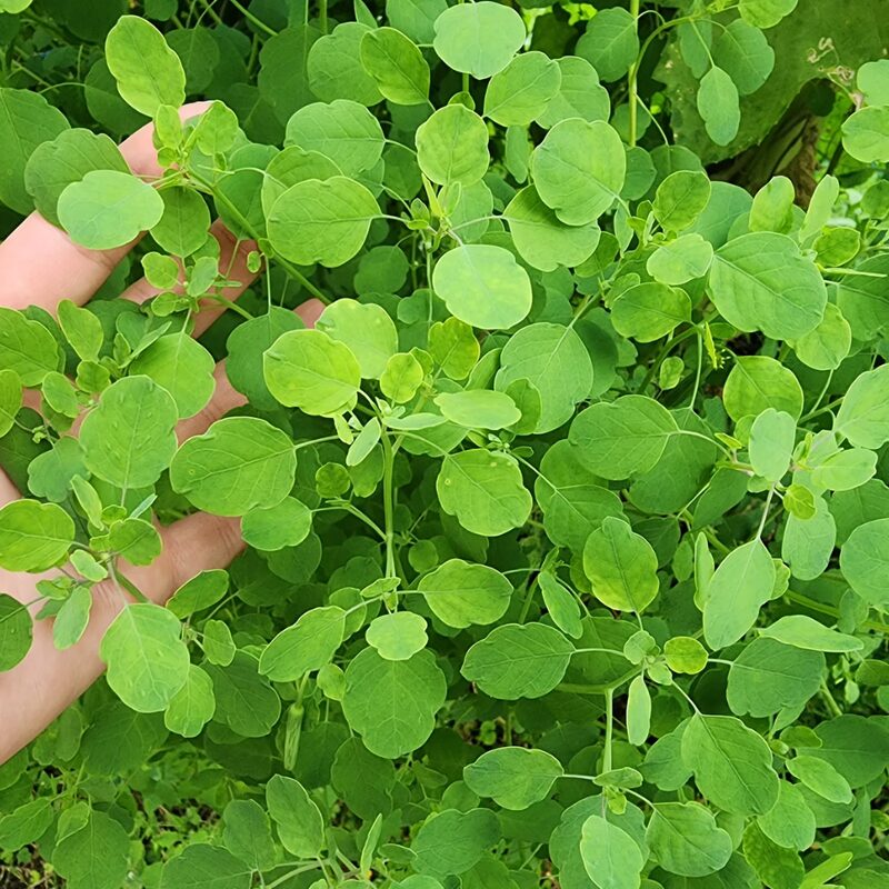 Papalo Seeds, Mexican Herb Seeds - 200 Seeds - Image 4