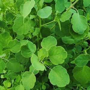 Alternative view of Papalo Seeds, Mexican Herb Seeds - 200 Seeds