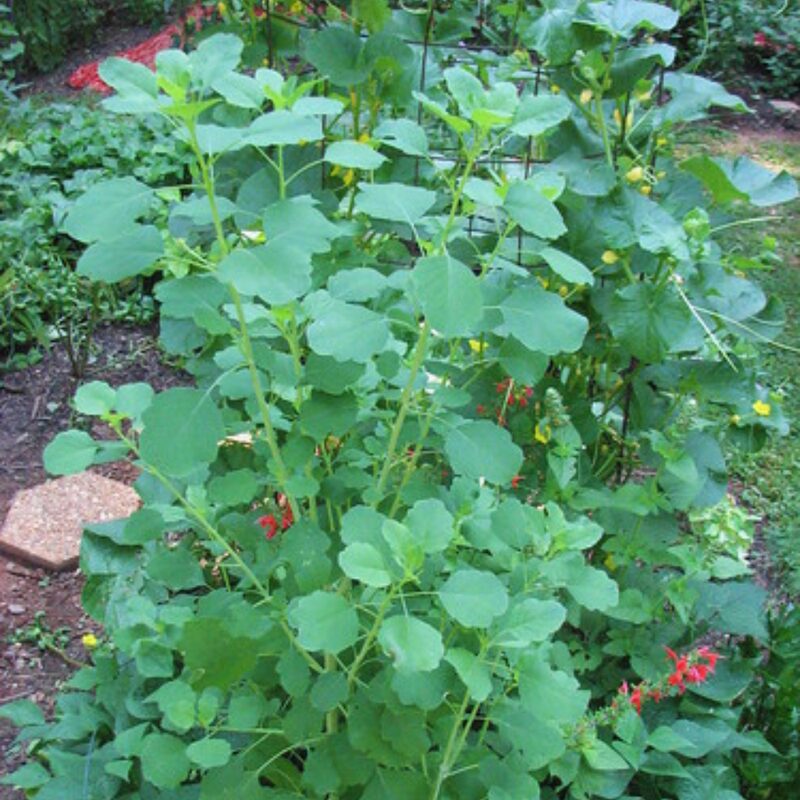 Papalo Seeds, Mexican Herb Seeds - 100 Seeds - Image 3