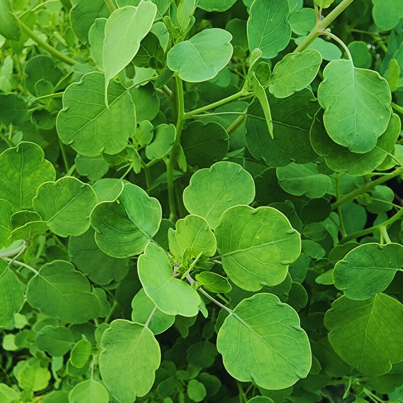 Papalo Seeds, Mexican Herb Seeds - 100 Seeds - Image 4