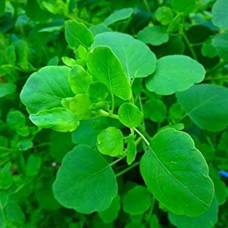 Papalo Seeds, Mexican Herb Seeds - 100 Seeds