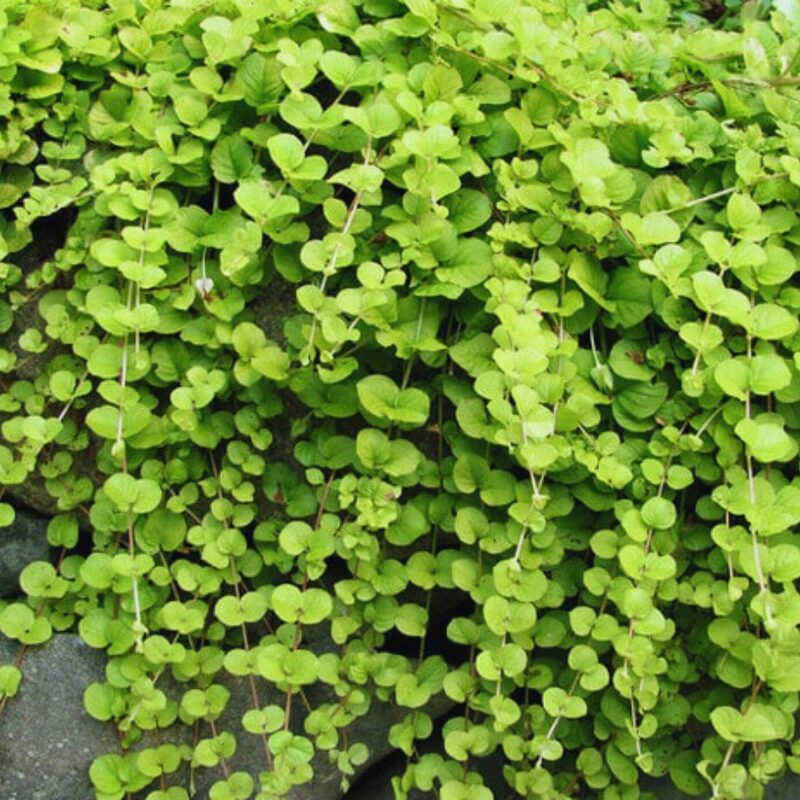 2 Golden Creeping Jenny Plants Live, Lysimachia Nummularia Plant Live, 4 Inc Pot - Image 4