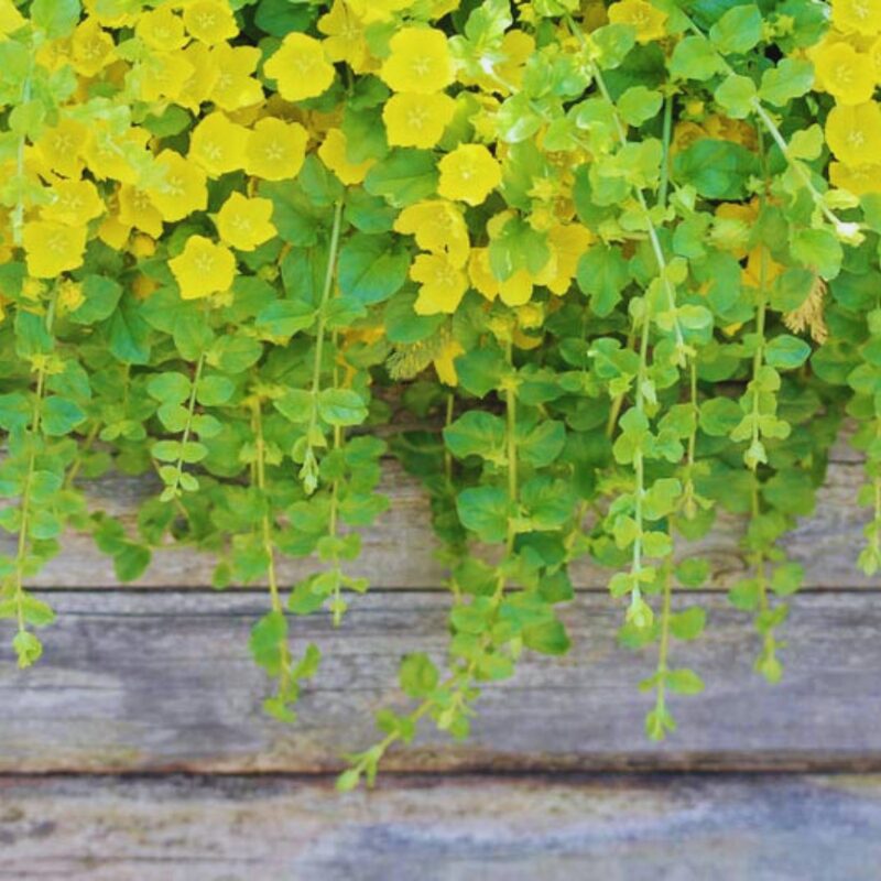 3 Golden Creeping Jenny Plants Live, Lysimachia Nummularia Plant Live, 4 Inc Potted - Image 5