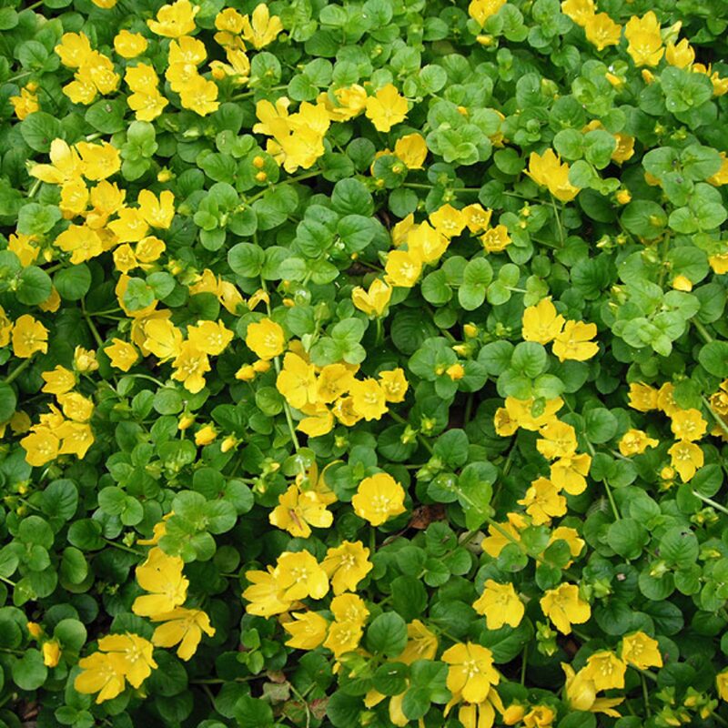 3 Golden Creeping Jenny Plants Live, Lysimachia Nummularia Plant Live, 4 Inc Potted - Image 2