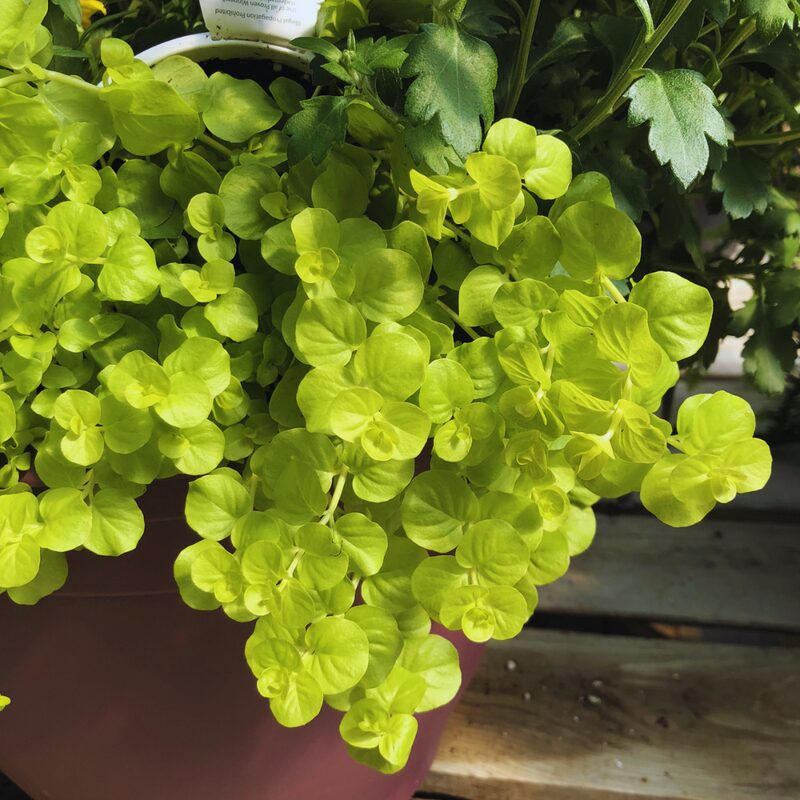 3 Golden Creeping Jenny Plants Live, Lysimachia Nummularia Plants, 4 Inc Potted - Image 4