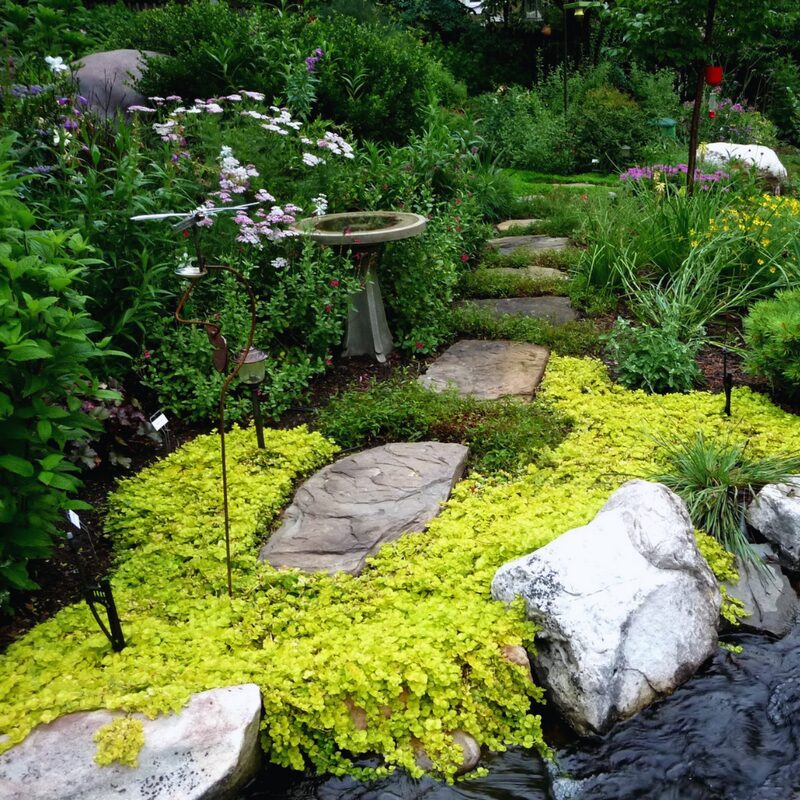 3 Golden Creeping Jenny Plants Live, Lysimachia Nummularia Plants, 4 Inc Potted - Image 3