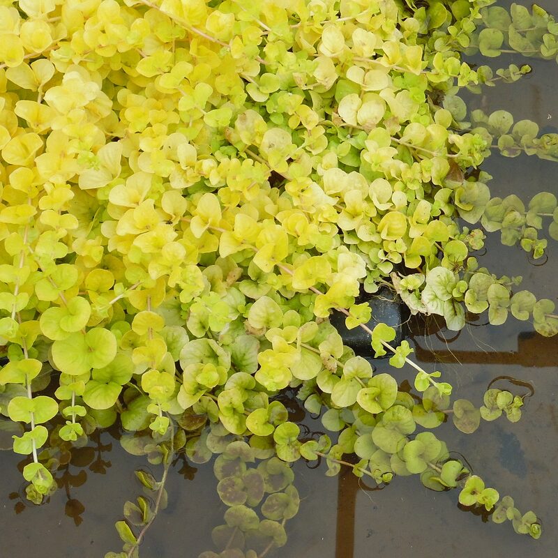 3 Golden Creeping Jenny Plants Live, Lysimachia Nummularia Plants, 4 Inc Potted