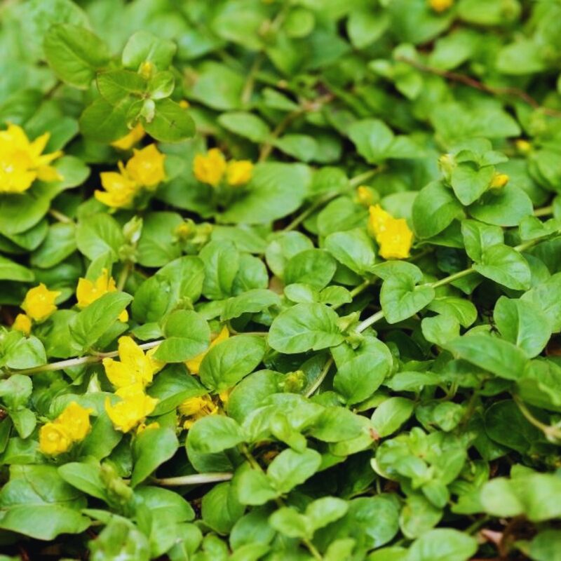 4 Lysimachia Nummularia Plants, Golden Creeping Jenny Plant - 3 to 5 Inc Tall - Image 5
