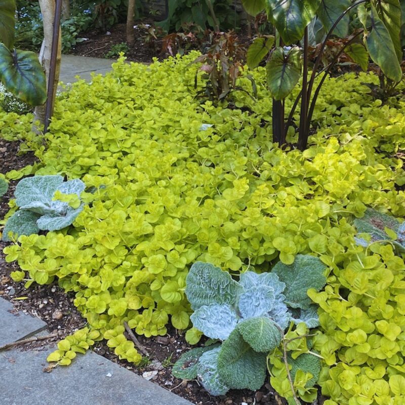2 Golden Creeping Jenny Plants Live, Lysimachia Nummularia Plant Live, 3 to 5 Inc Long - Image 5