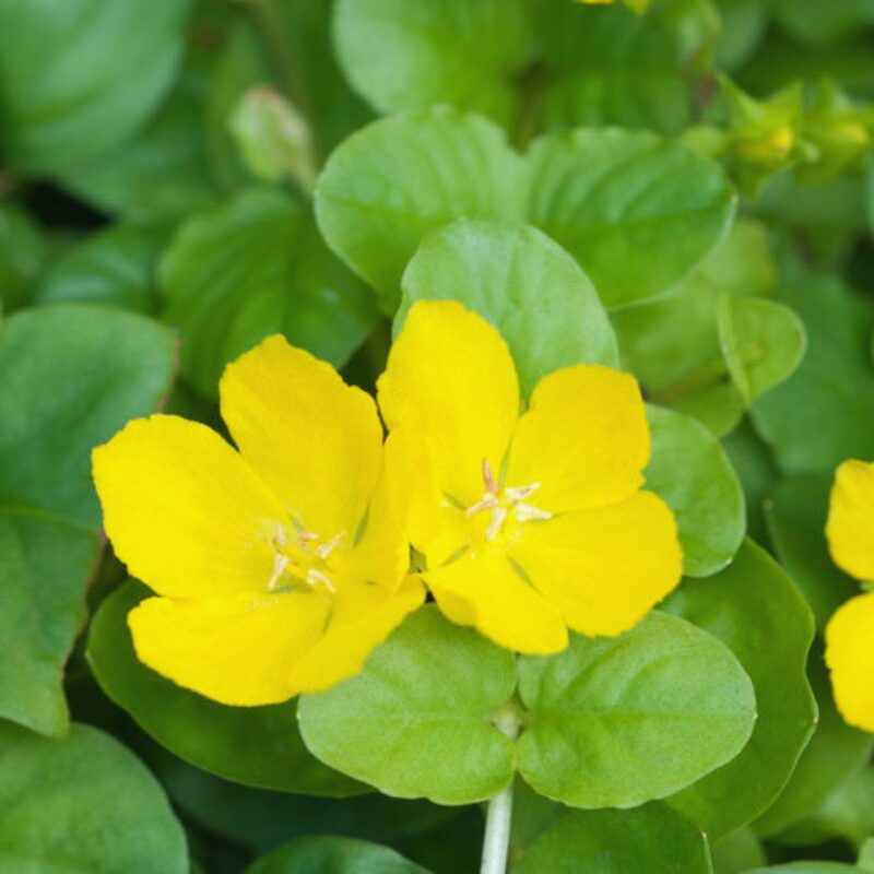 2 Golden Creeping Jenny Plants, Lysimachia Nummularia Plants, 3 to 5 Inches Long - Image 5
