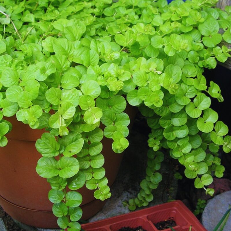 2 Golden Creeping Jenny Plants, Lysimachia Nummularia Plants, 3 to 5 Inches Long