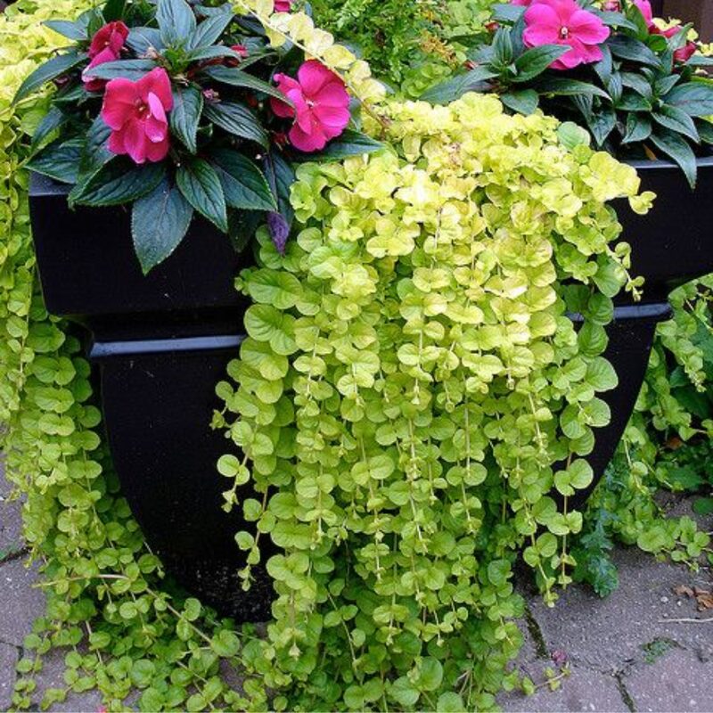 3 Golden Creeping Jenny Plants Live, Lysimachia Nummularia Plant Live, 3 to 5 Inc Tall - Image 2