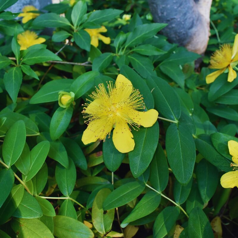4 Creeping St. John's Wort Aaron's Beard Plants - Image 4