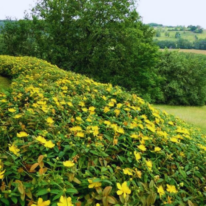 4 Creeping St. John's Wort Aaron's Beard Plants - Image 2