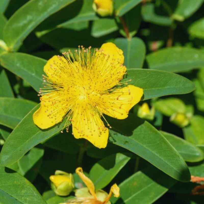 4 Creeping St. John's Wort Aaron's Beard Plants