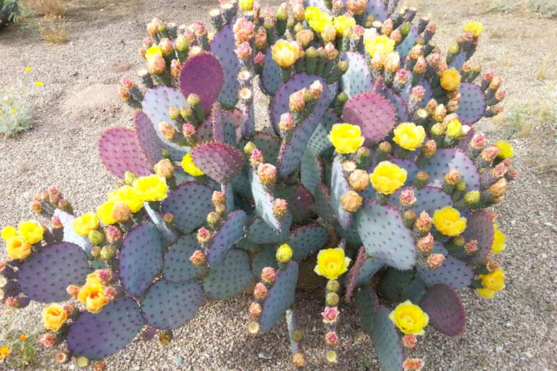 3 Purple Prickly Pear Cactus Cuttings, 4 to 7 Inches Tall, Prickly Pear Cactus Plants Live Succulents Plants - Image 5