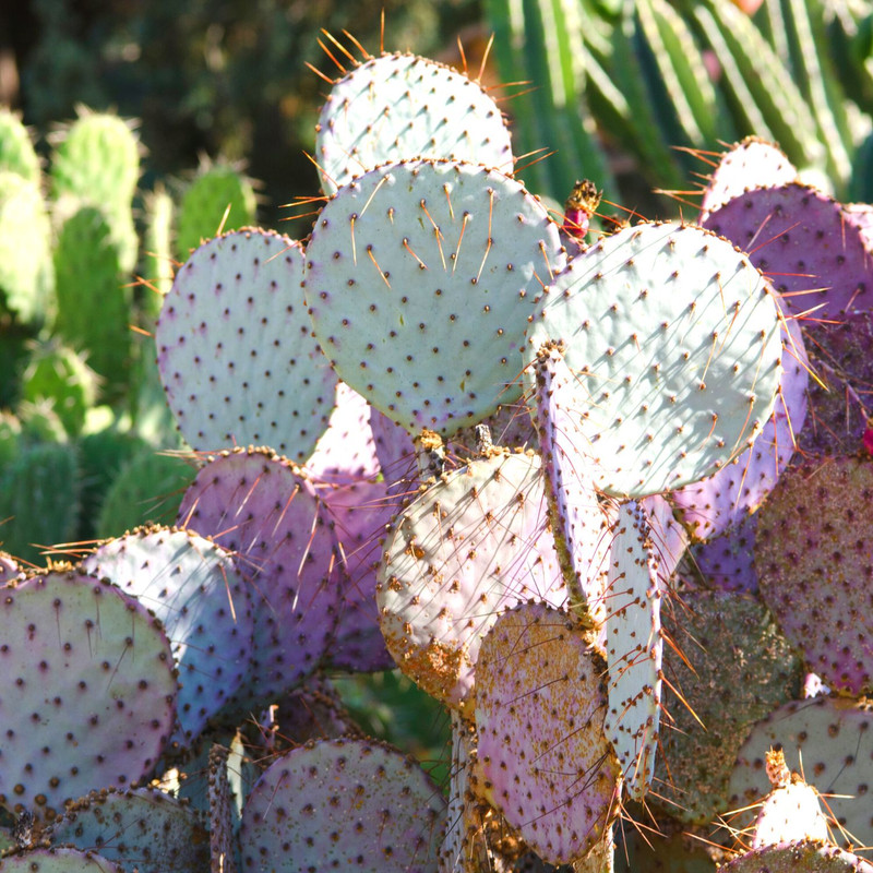 3 Purple Prickly Pear Cactus Cuttings, 4 to 7 Inches Tall, Prickly Pear Cactus Plants Live Succulents Plants - Image 4